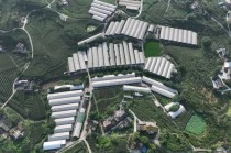 恒丰银行为新春“肉篮子”添“金”