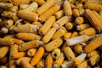 如何分析vix指数期权的收益？收益受哪些因素影响？