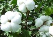 怎样理解棉花轮出？棉花轮出有何影响？