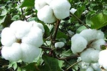怎样理解棉花轮出？棉花轮出有何影响？
