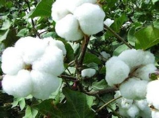 怎样理解棉花轮出？棉花轮出有何影响？