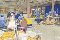 探访“中国玉米之乡”： 鲜食玉米年销4亿穗